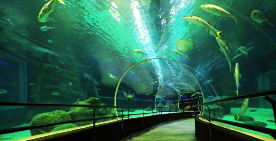 Tour Regular Boulevard Olímpico Panorâmico com Museu do Amanhã e Aquário