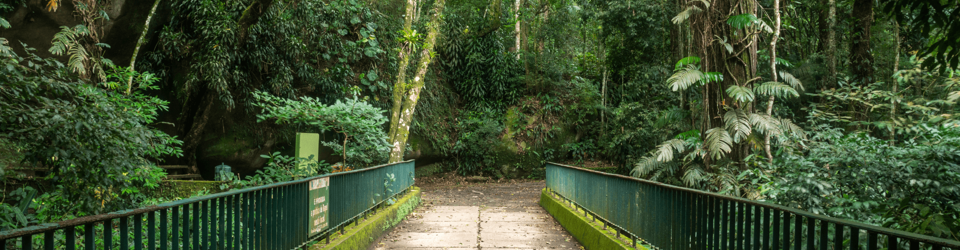 Tour Regular Floresta da Tijuca By Jeep